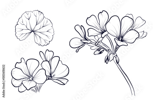 A set of hand-drawn geranium flowers vector