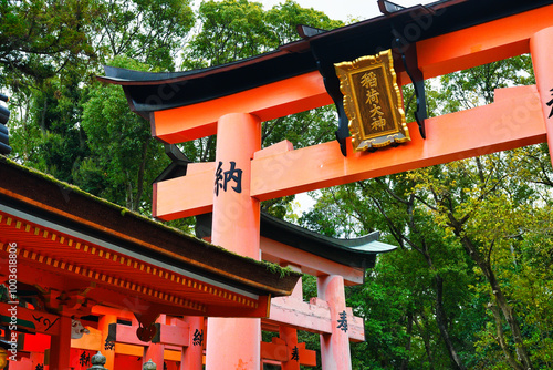 京都 伏見稲荷大社　美しい朱色の鳥居（日本京都府京都市）Kyoto Fushimi Inari Taisha Shrine, beautiful vermilion torii gates with copy space (Kyoto City, Kyoto Prefecture, Japan)