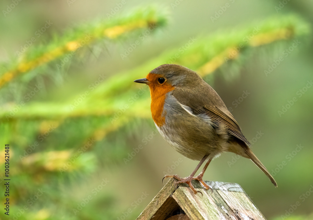 Beautiful robin redbreast bird perched in the forest with natural green background Beautiful robin redbreast bird perched in the forest with natural green background