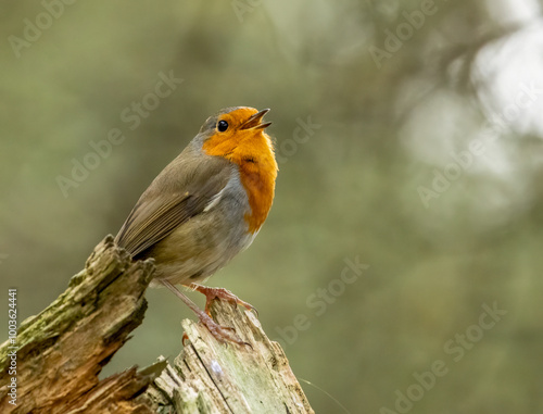 Close up of a robin redbreast singing 