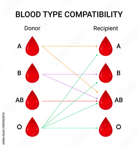 Diagram of Blood Type Compatibility