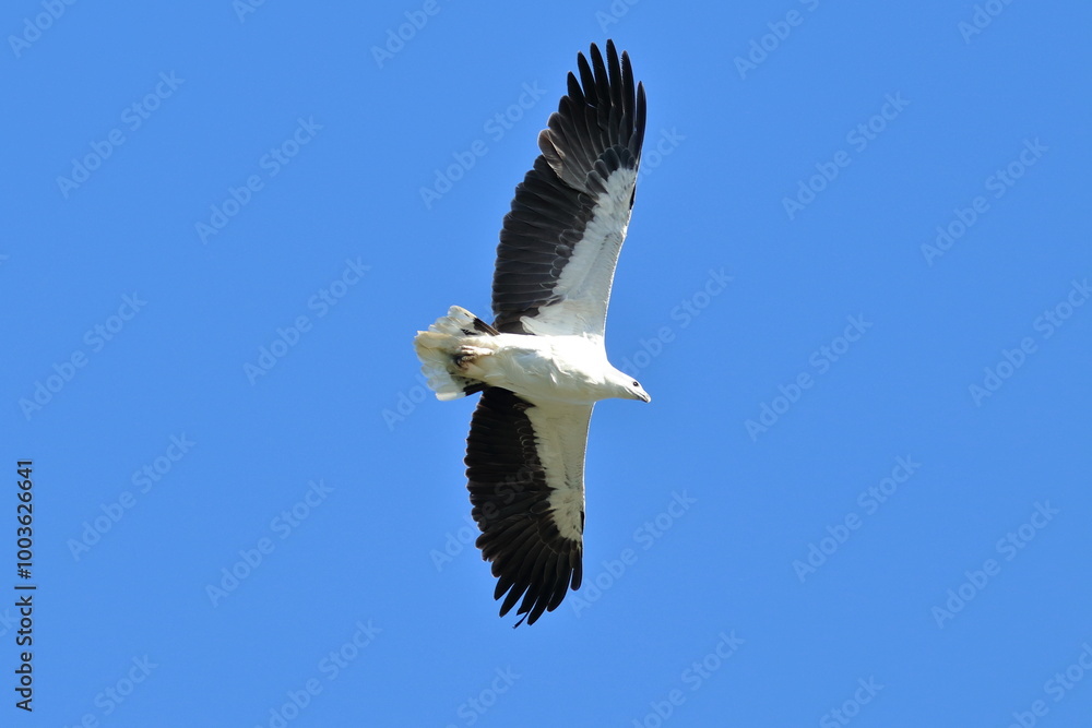 Fototapeta premium white-bellied sea eagle