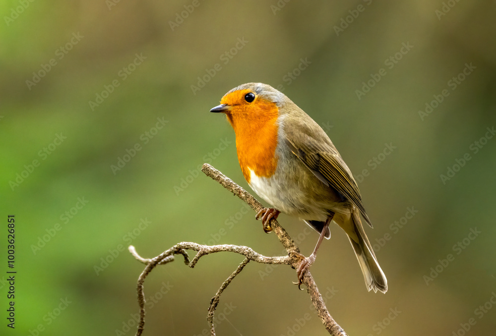 Beautiful robin redbreast bird perched in the forest with natural green background Beautiful robin redbreast bird perched in the forest with natural green background