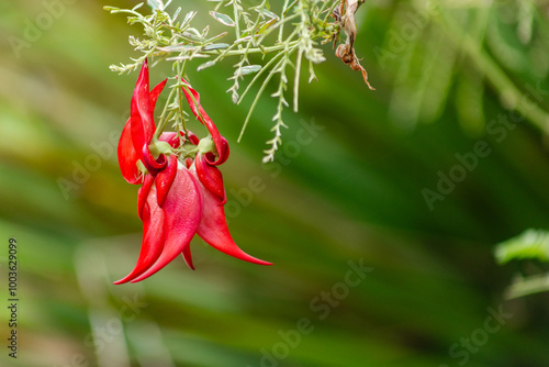 Red Kakabeak Clianthus maximus flower against green bush photo