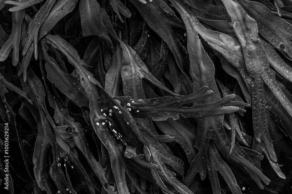 Tangled Beauty: Seaweed in Monochrome Tangled Beauty: Seaweed in Monochrome