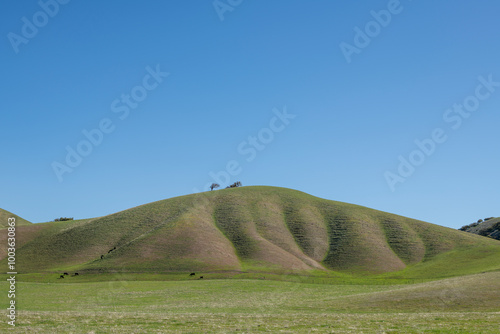 Cows grazing at base of lush green hill in California Central Valley photo