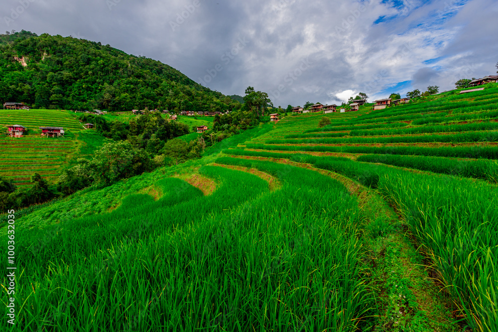 Natural background on the mountain with green rice terraces. Pa Bong Piang is one of the beautiful viewpoints in Chiang Mai, Thailand, overlooking the surrounding mountains. It is always popular. Natural background on the mountain with green rice terraces. Pa Bong Piang is one of the beautiful viewpoints in Chiang Mai, Thailand, overlooking the surrounding mountains. It is always popular.