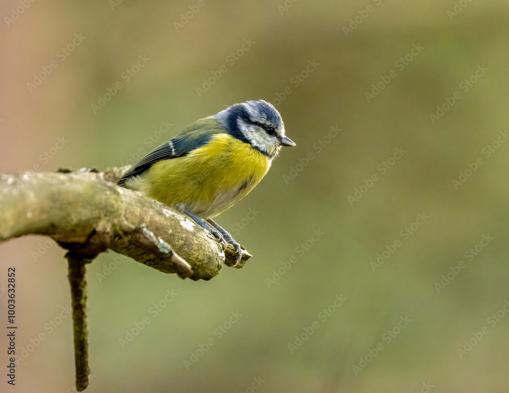 Obraz premium Cute little blue tit foraging around a tree branch looking for insects with natural background