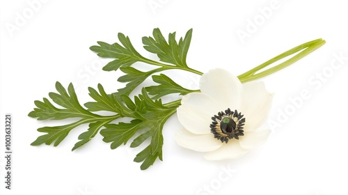 Anemone on solid white background, single object