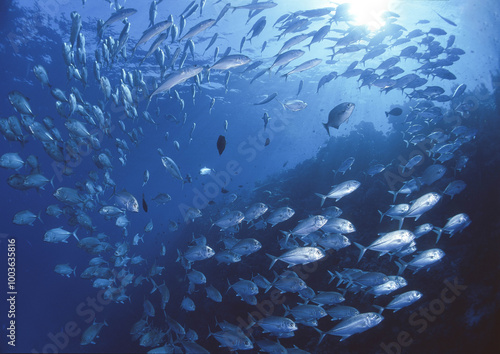 ギンガメアジ　W