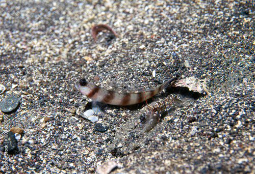 ダテハゼとエビの共生