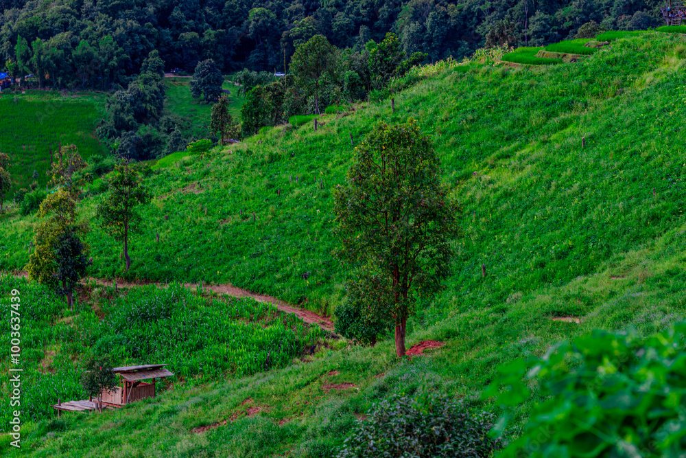 Fototapeta premium Natural background on the mountain with green rice terraces. Pa Bong Piang is one of the beautiful viewpoints in Chiang Mai, Thailand, overlooking the surrounding mountains. It is always popular.