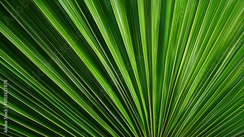 Close-up of vibrant green palm leaves displaying intricate patterns and textures, perfect for nature and design themes.