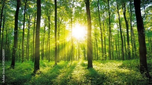 Wald Panorama mit Sonnenstrahlen. photo