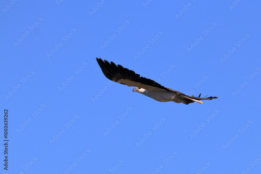 Fototapeta premium white-bellied sea eagle