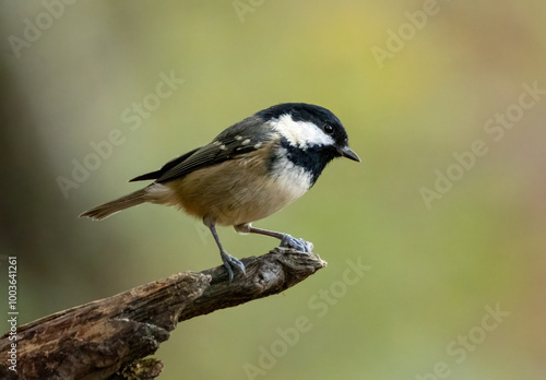 Small brown bird, the coal tit, perched on a branch in the woodland with natural green background 