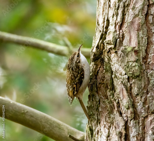 Tree creeper small bird foraging in the mark on a tree trunk in the woodland