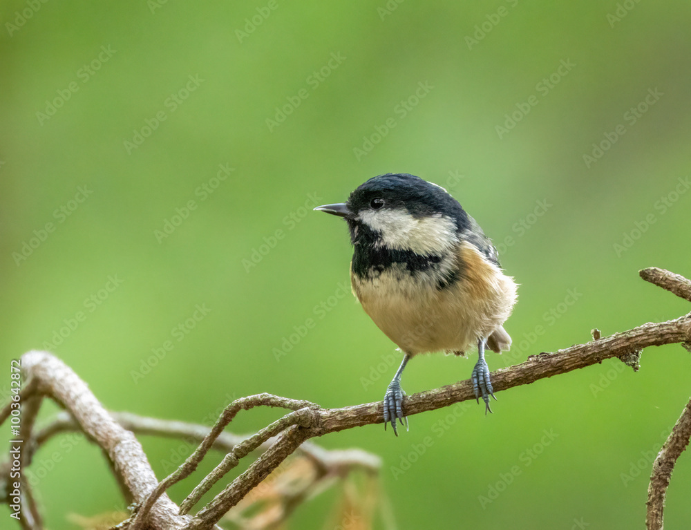 Small brown bird, the coal tit, perched on a branch in the woodland with natural green background Small brown bird, the coal tit, perched on a branch in the woodland with natural green background
