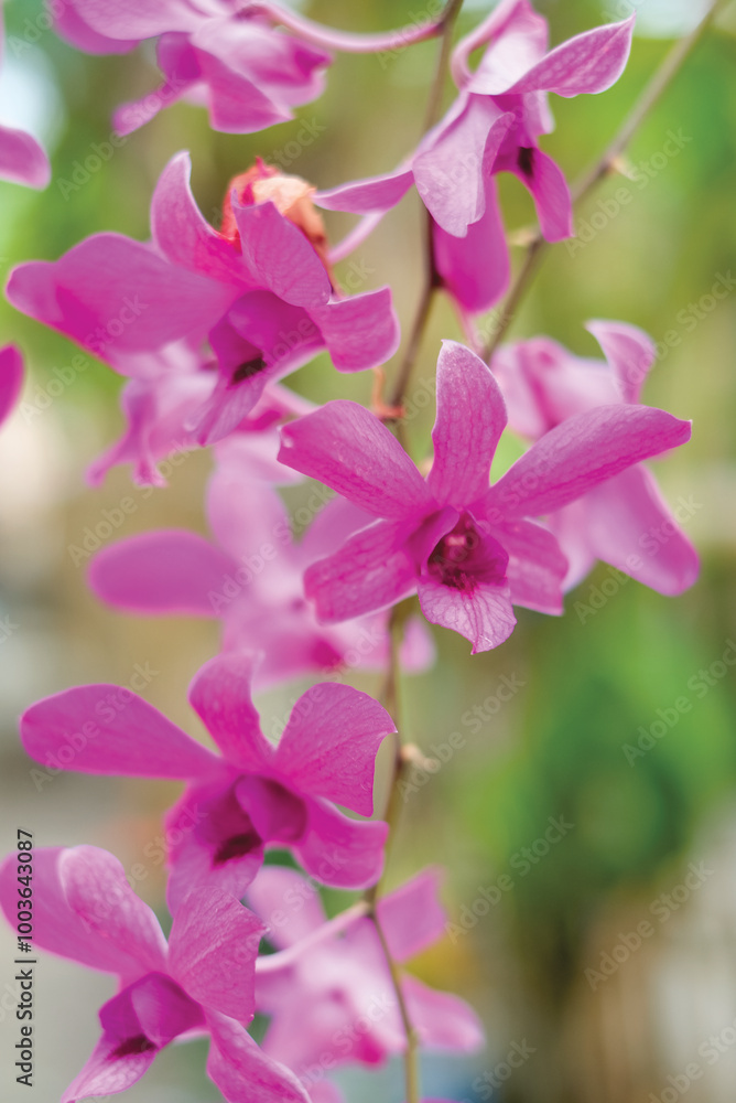 Fototapeta premium Orchids are plants belonging to the Orchidaceae family, a diverse group of flowering plants that are widespread throughout the world.