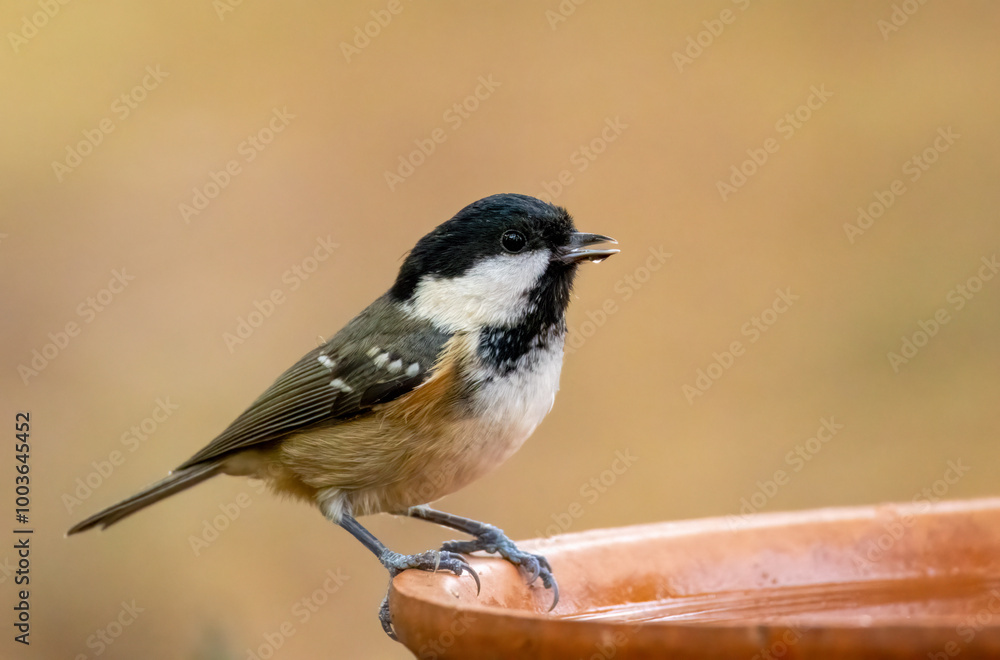 Fototapeta premium Close up of a small coal tit bird having a drink of water from a dish with natural background