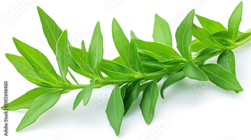 Fresh green herb with vibrant leaves, ideal for culinary or botanical themes, showcasing its natural beauty and versatility. photo