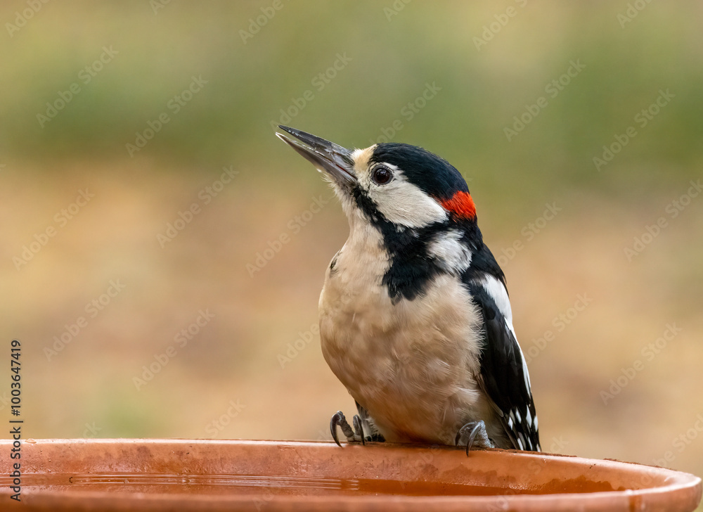 Obraz premium Male great spotted woodpecker having a drink of water from a dish in the forest