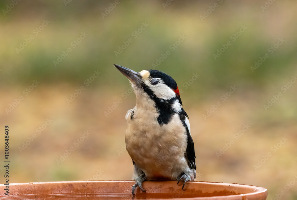 Obraz premium Male great spotted woodpecker having a drink of water from a dish in the forest
