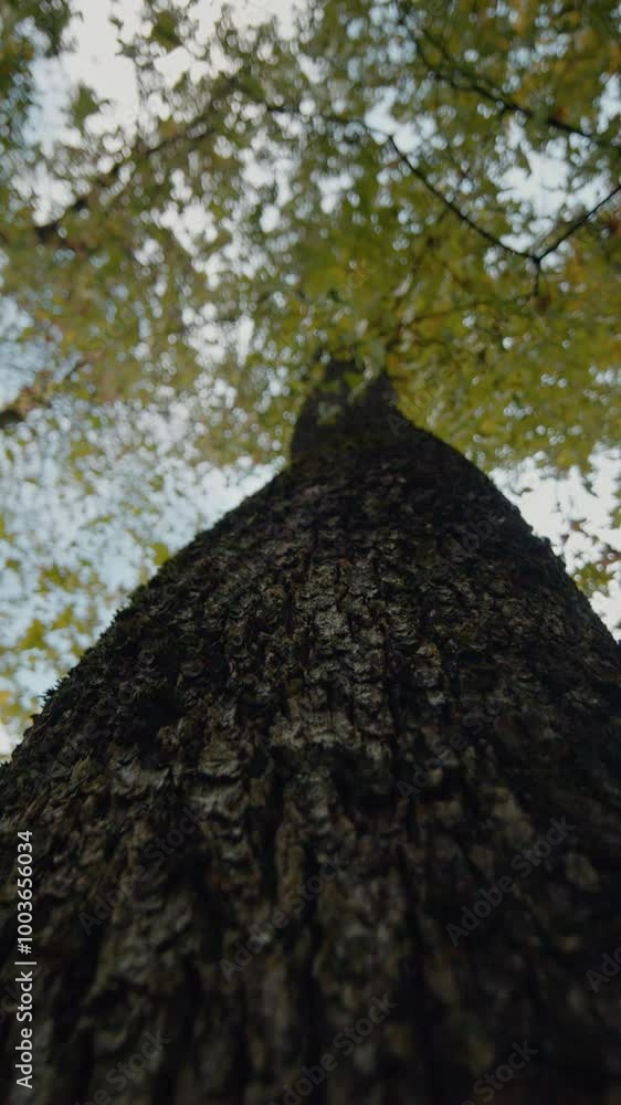 Vertical Screen: The surface of the brown pine tree bark close-up. Texture of tree trunk close up of texture of an old oak tree bark. Vertical Screen: The surface of the brown pine tree bark close-up. Texture of tree trunk close up of texture of an old oak tree bark.
