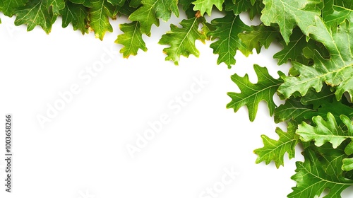 Wallpaper Mural Oak leaf corner frame against a background Torontodigital.ca