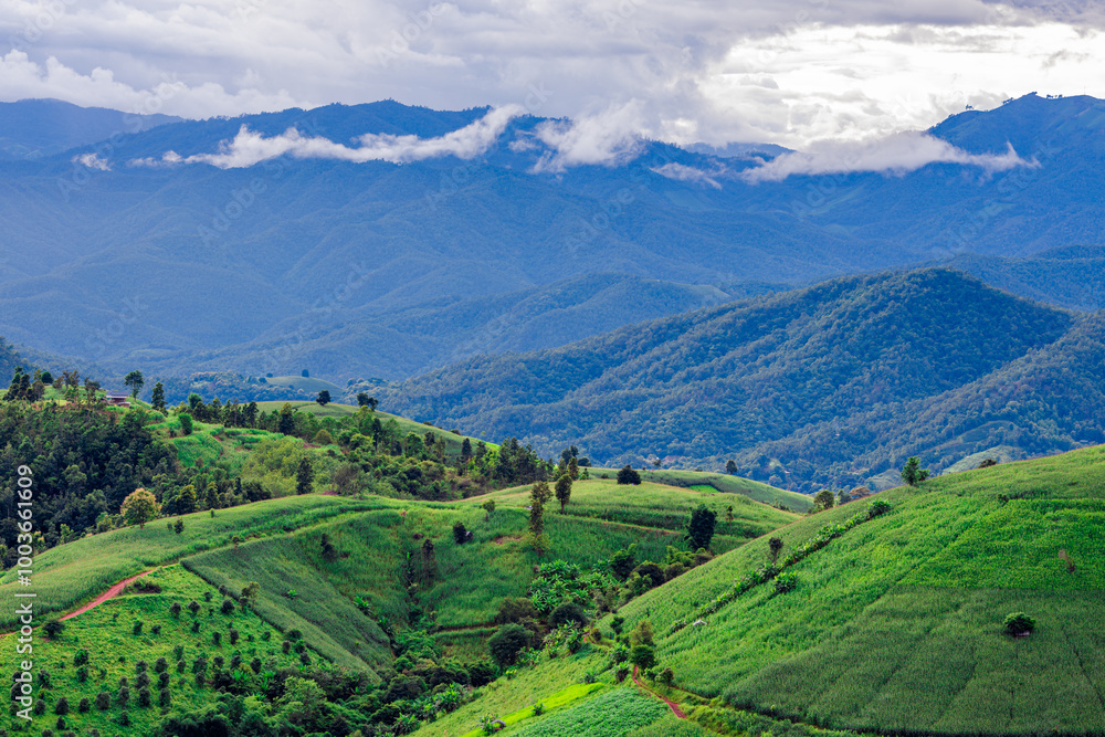 Natural background on the mountain with green rice terraces. Pa Bong Piang is one of the beautiful viewpoints in Chiang Mai, Thailand, overlooking the surrounding mountains. It is always popular. Natural background on the mountain with green rice terraces. Pa Bong Piang is one of the beautiful viewpoints in Chiang Mai, Thailand, overlooking the surrounding mountains. It is always popular.