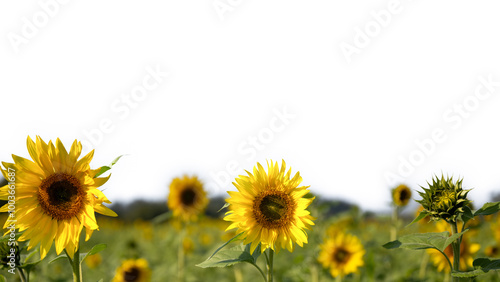 field of sunflowers with white background