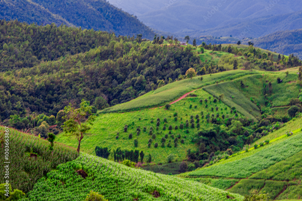 Fototapeta premium Natural background on the mountain with green rice terraces. Pa Bong Piang is one of the beautiful viewpoints in Chiang Mai, Thailand, overlooking the surrounding mountains. It is always popular.