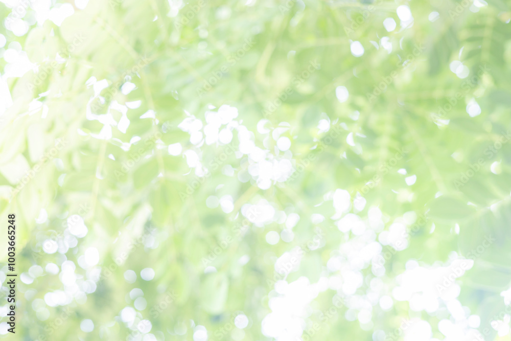 Blur dream cool bokeh grass in morning sunny day nature background concept csr modern life, eco spring, summer friday happy easter, fresh bio green texture. Abstract clean blue cyan shade wallpaper. Blur dream cool bokeh grass in morning sunny day nature background concept csr modern life, eco spring, summer friday happy easter, fresh bio green texture. Abstract clean blue cyan shade wallpaper.