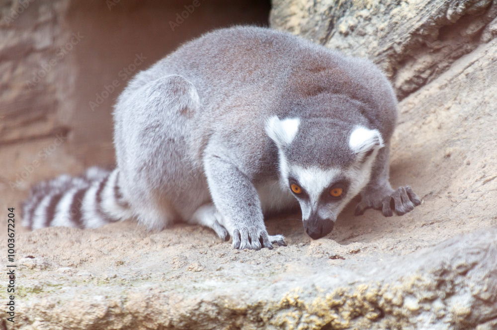 Naklejka premium A gray and white striped lemur is looking down at the ground