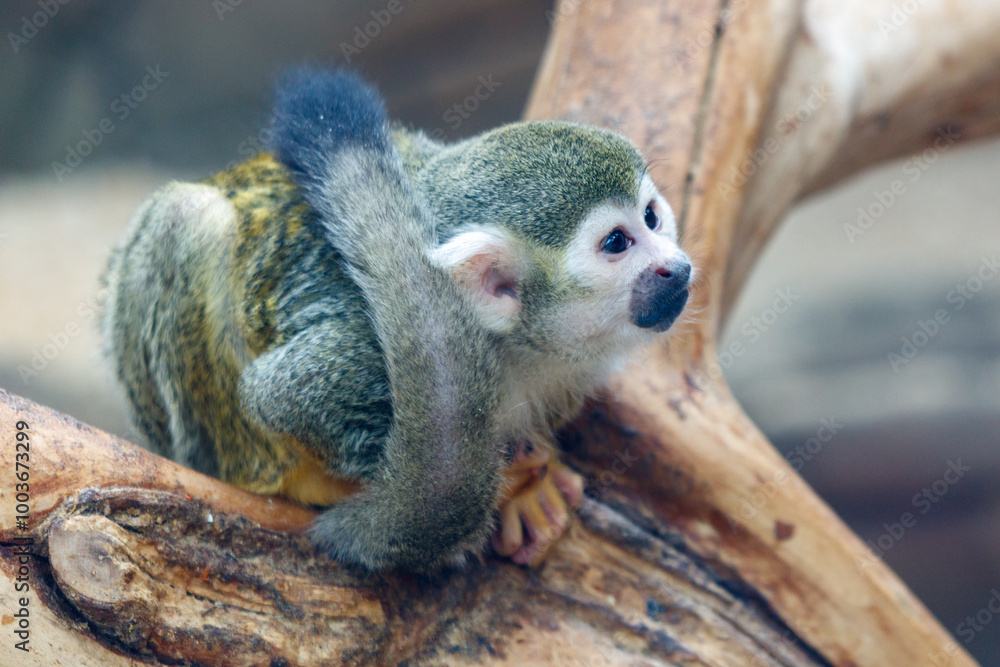 Fototapeta premium A baby squirrel is sitting on a tree branch