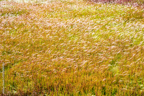 Cogongrass at Taepyeong Salt Botanical Garden at Jeungdo Island near Sinan-gun, South Korea photo