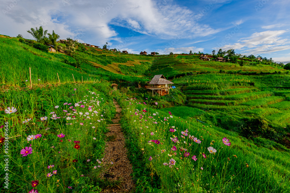 Fototapeta premium Natural background on the mountain with green rice terraces. Pa Bong Piang is one of the beautiful viewpoints in Chiang Mai, Thailand, overlooking the surrounding mountains. It is always popular.