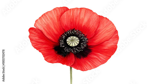 A beautiful red poppy flower with delicate petals and a striking black center, isolated on a white background, perfect for nature-inspired designs and floral decorations.