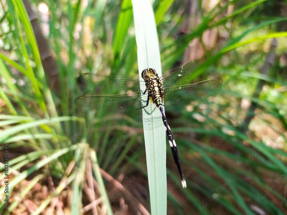 Dragonfly on a lemongrass leaf Dragonfly on a lemongrass leaf