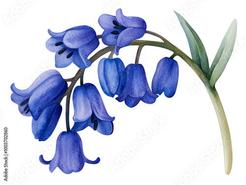 A beautiful watercolor illustration of bluebell flowers with delicate petals and green leaves, set against a white background, showcasing the elegance of nature's design.
