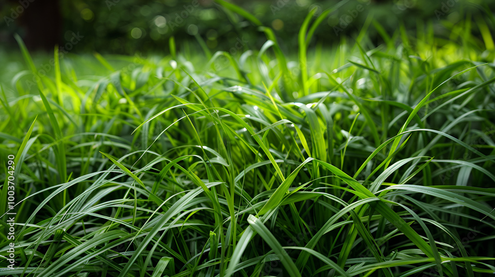 green grass in the morning