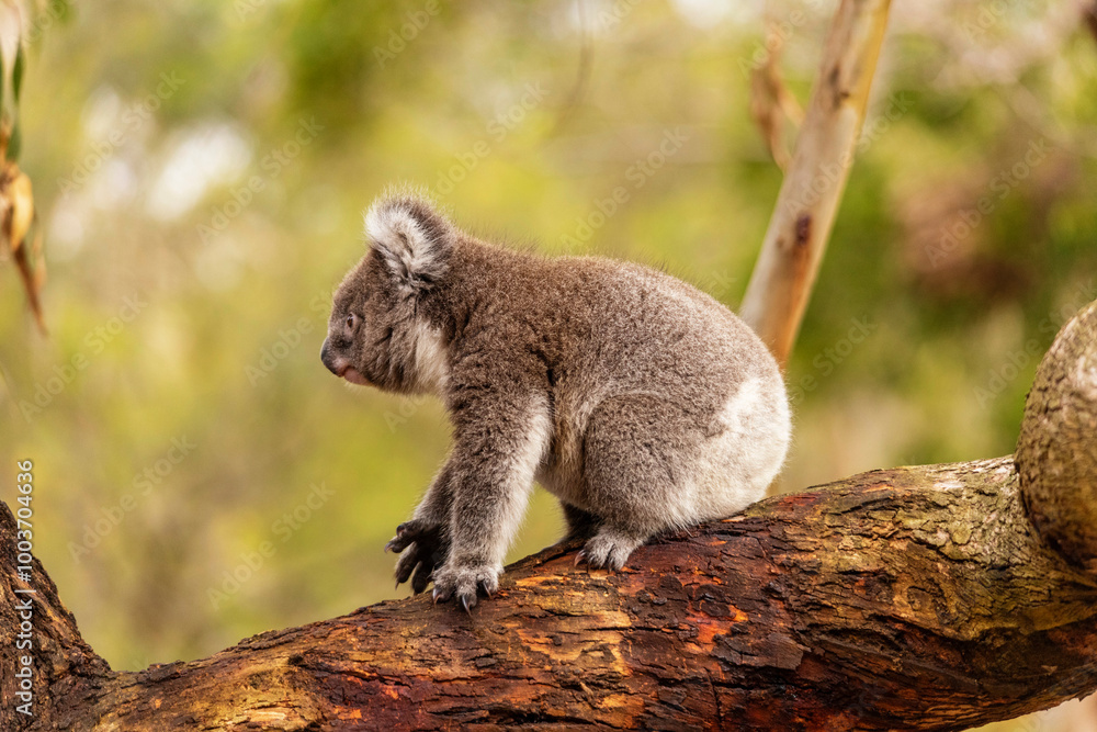 koala in tree koala in tree
