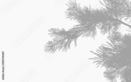 Shadow overlay from a pine tree branch isolated on a transparent background.
