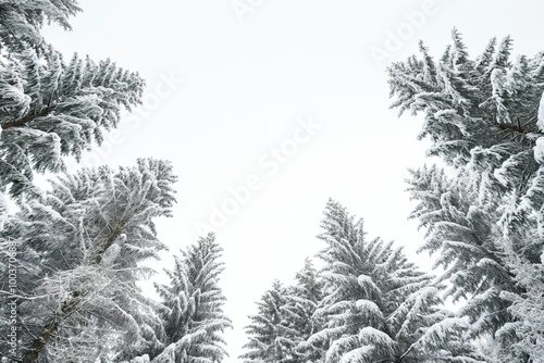 Snow-covered pine trees on white background. Majestic evergreen forest landscape. Winter scenery with snow and trees. Natural, serene, and peaceful atmosphere. No people in sight, just trees and snow.