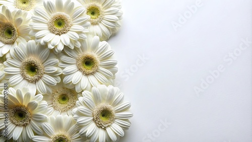 White gerbera flowers on white background #1003707638