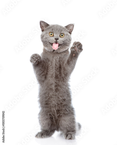 Funny gray cat sticking out tongue licking invisible glass pane making funny face. Isolated on white background