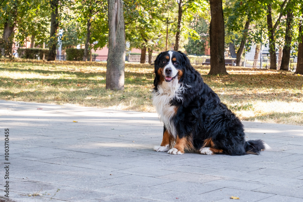 amazing portrait beautiful happy Bernese mountain dog in the park amazing portrait beautiful happy Bernese mountain dog in the park