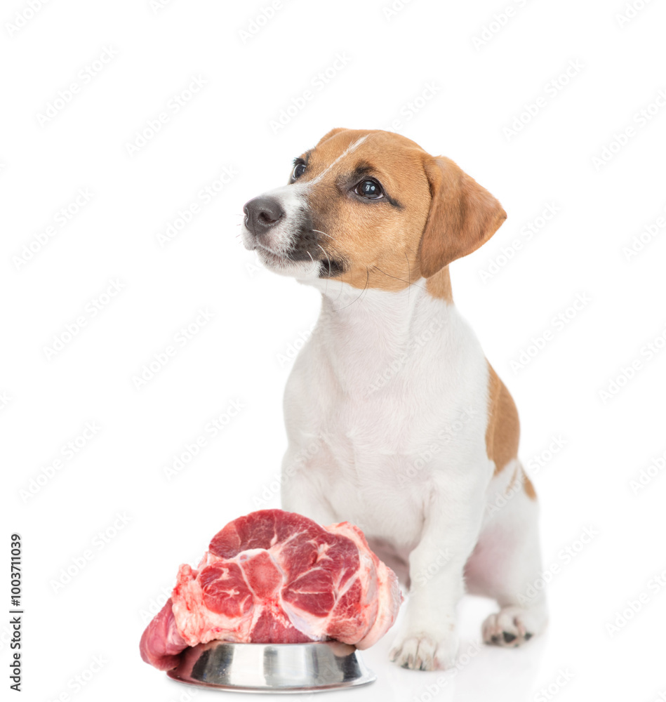 Φωτογραφία Funny jack russell terrier puppy sits with bowl of raw meat and looks away and up on empty space