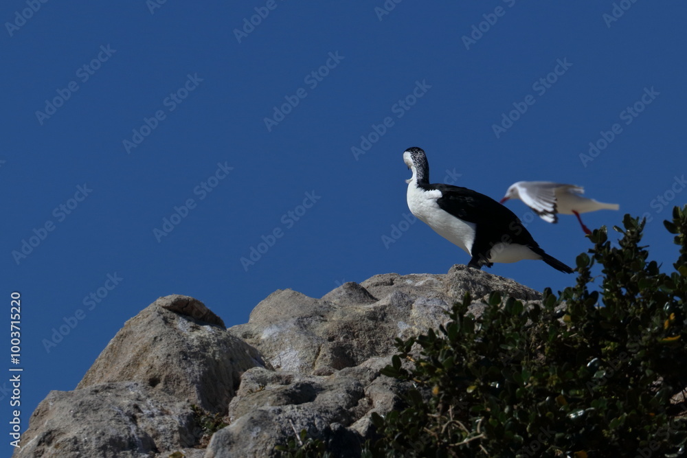 Fototapeta premium black-faced cormorant