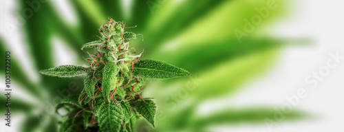 Cannabis plants on white background. Copy space, banner.